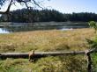 pup on lagoon
